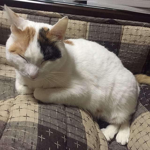 yocchiさんの実例写真
