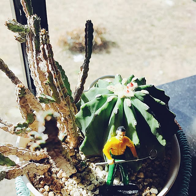 Fellowさんの実例写真