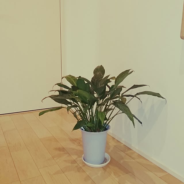 emem_mponさんの実例写真