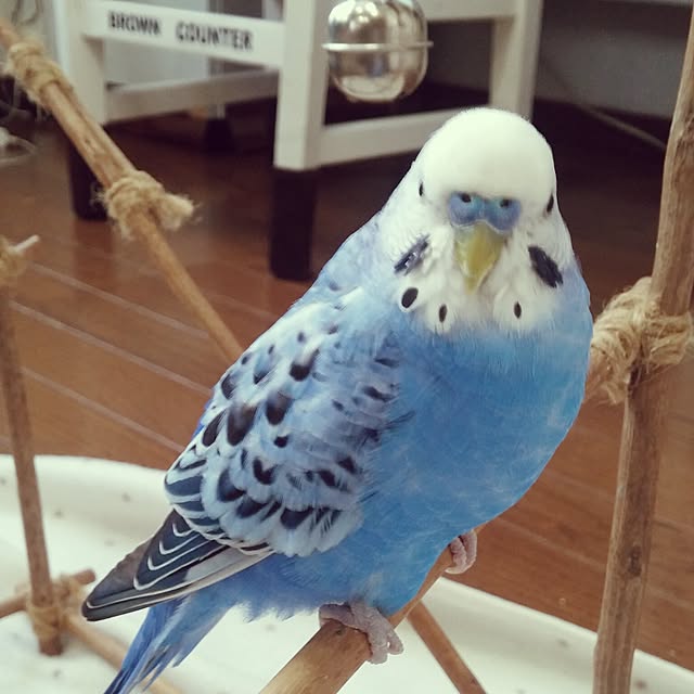 opiopiopiさんの実例写真