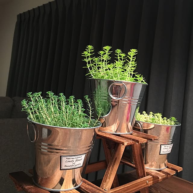 リビング/観葉植物のインテリア実例 - 2017-01-14 18:31:42