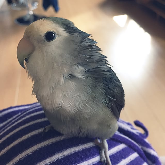 kaotanさんの実例写真