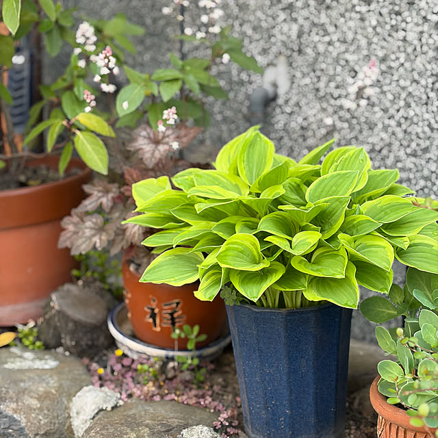buchiさんの部屋