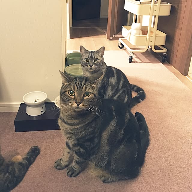 mikomaruさんの実例写真