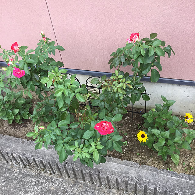 kakoさんの実例写真