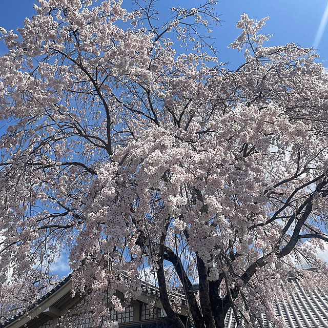 kuikoさんの部屋
