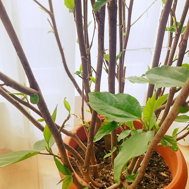 rizumu4649さんの実例写真