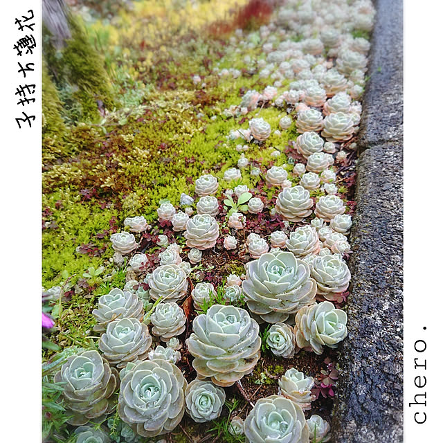 chero.さんの実例写真