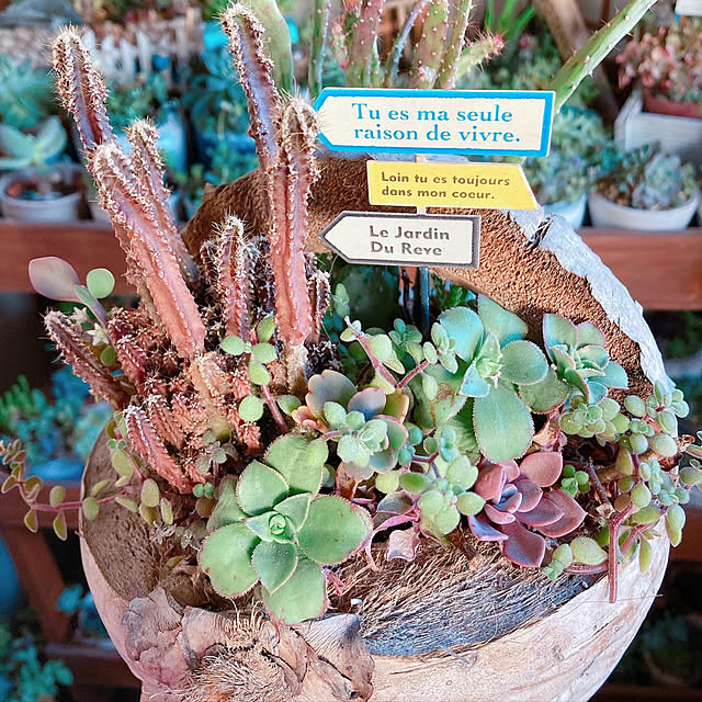 サボテン寄せ植え/サボテン/succulent plants/広島タニラー/お金をかけずにインテリア...などのインテリア実例 - 2022-01-09 21:23:18