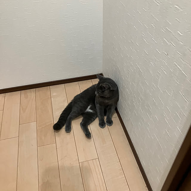 nekoさんの実例写真