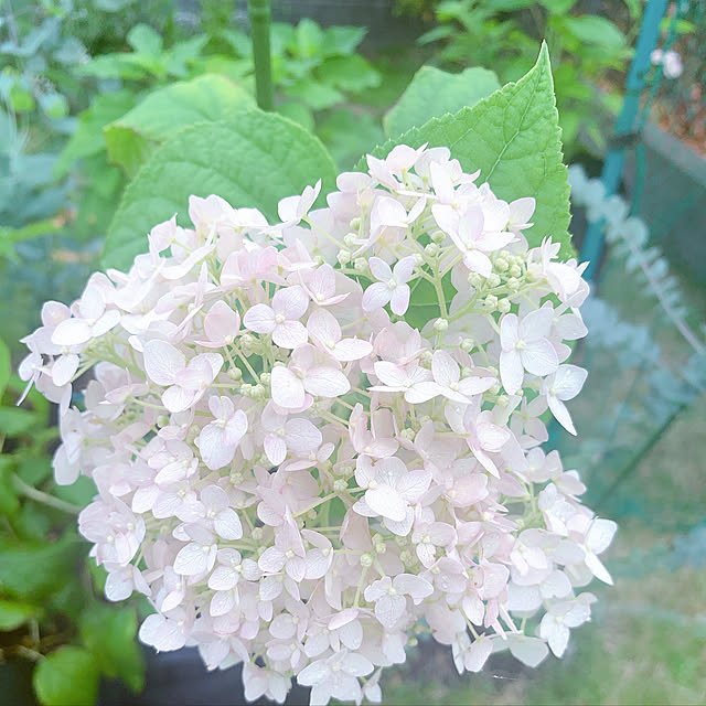 maymamさんの実例写真