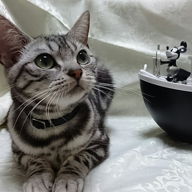 CatClipさんの実例写真