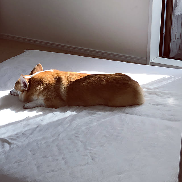 minicorgi8さんの実例写真