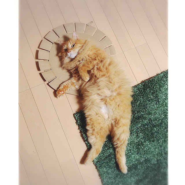 choku3さんの実例写真