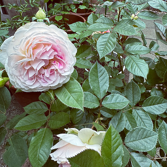 RoseLife5818さんの部屋