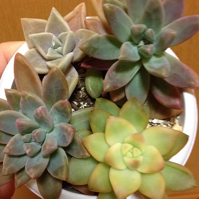 CHIROさんの実例写真