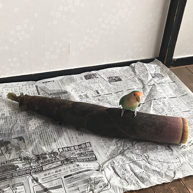 aoinokimiさんの実例写真