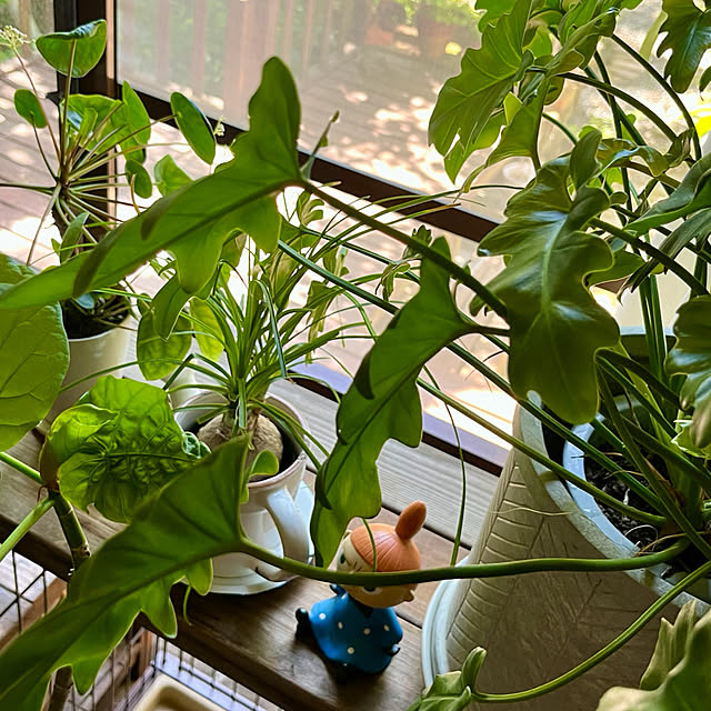 cotaさんの部屋