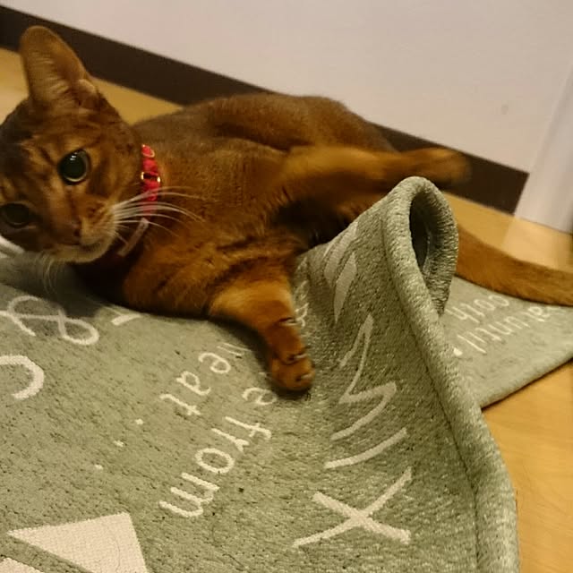 gruenさんの実例写真