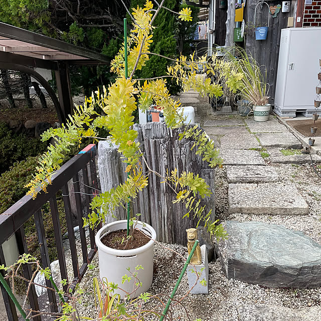 shin0719さんの実例写真