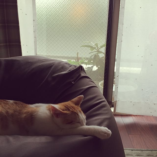 biscoさんの実例写真