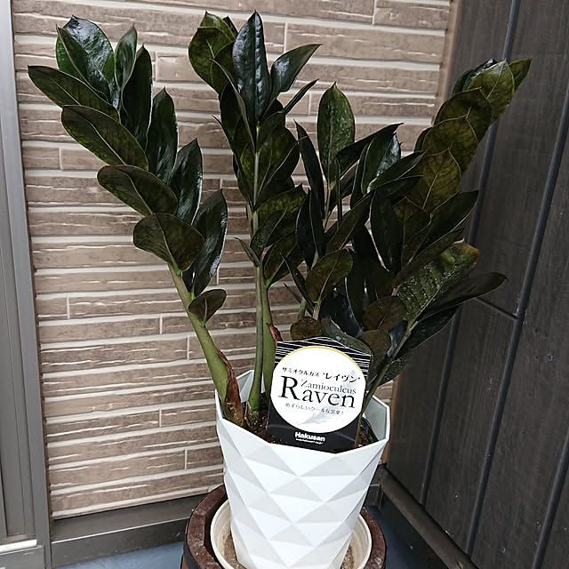 壁/天井/観葉植物/窓際植物/ザミオクルカスレイヴァンのインテリア実例 - 2020-07-31 19:48:13