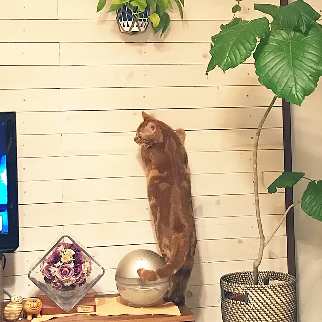 sh1bonさんの実例写真