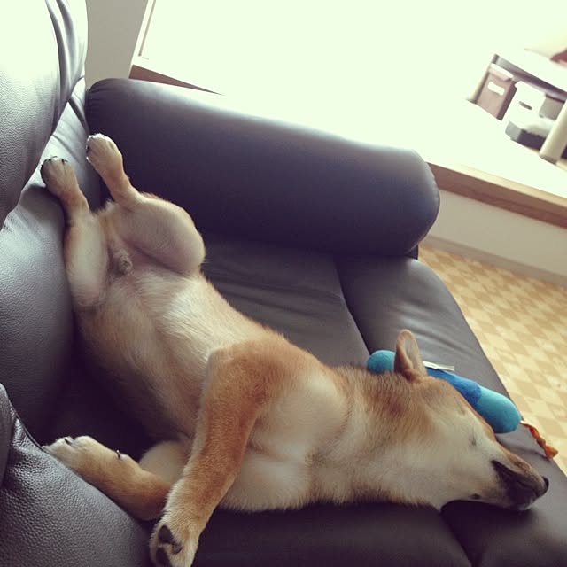 hanakoさんの実例写真