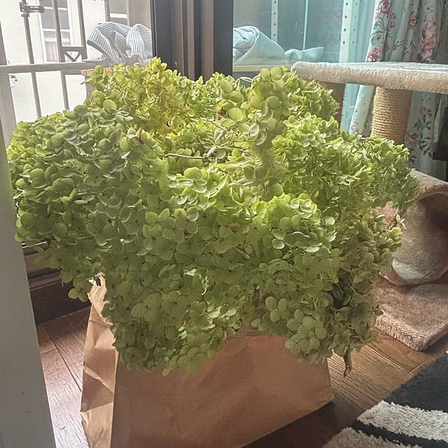 momocchiさんの部屋