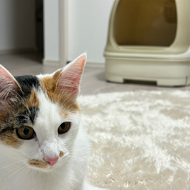 mocaさんの部屋