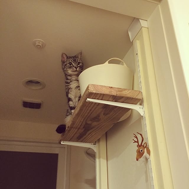 mikomaruさんの実例写真