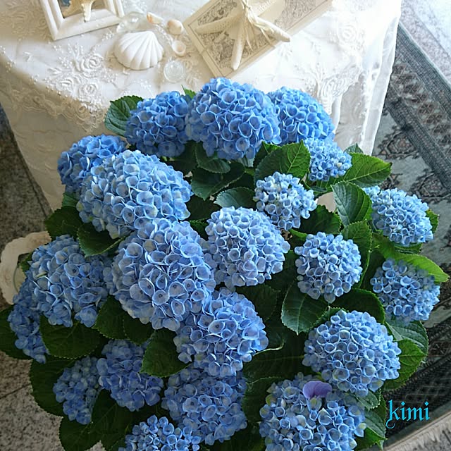 kimiさんの実例写真