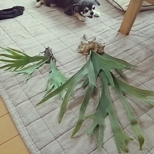 satominさんの実例写真