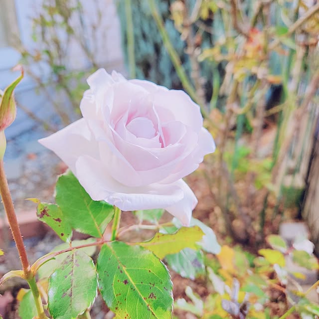 surviveさんの実例写真