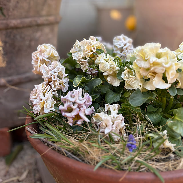 Kaeru-Mamaさんの部屋