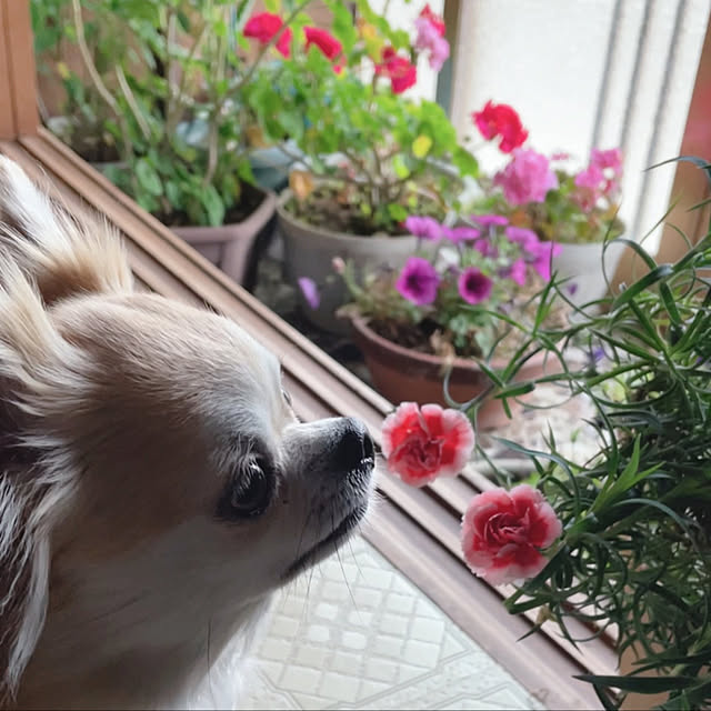 natsumiさんの実例写真