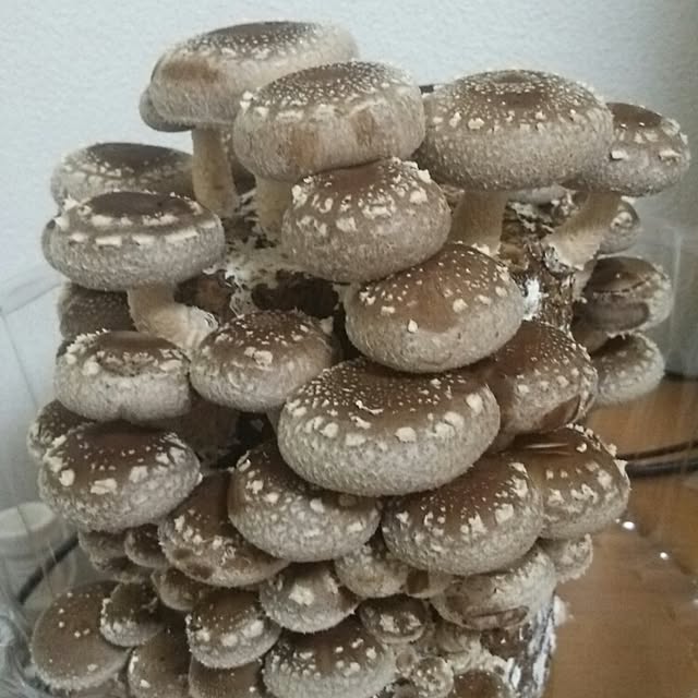 chocolateさんの実例写真