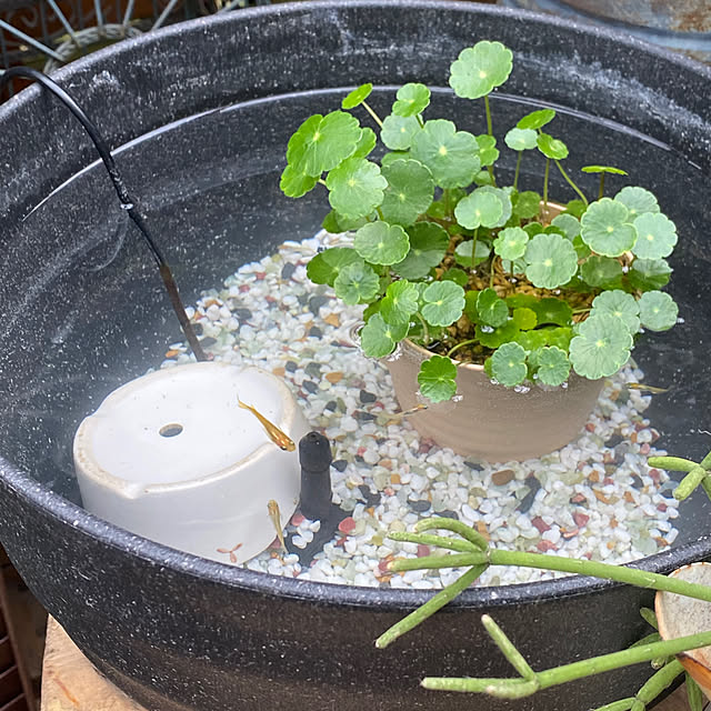 mintteaさんの部屋