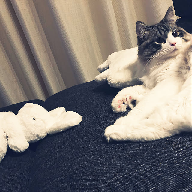 kazumiさんの実例写真