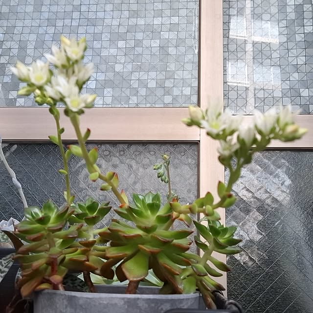 noaさんの部屋
