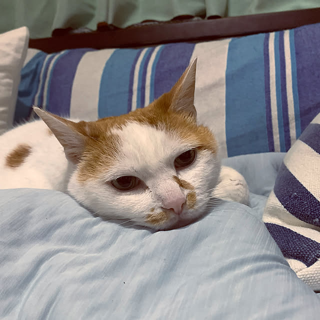 tututu0204さんの実例写真