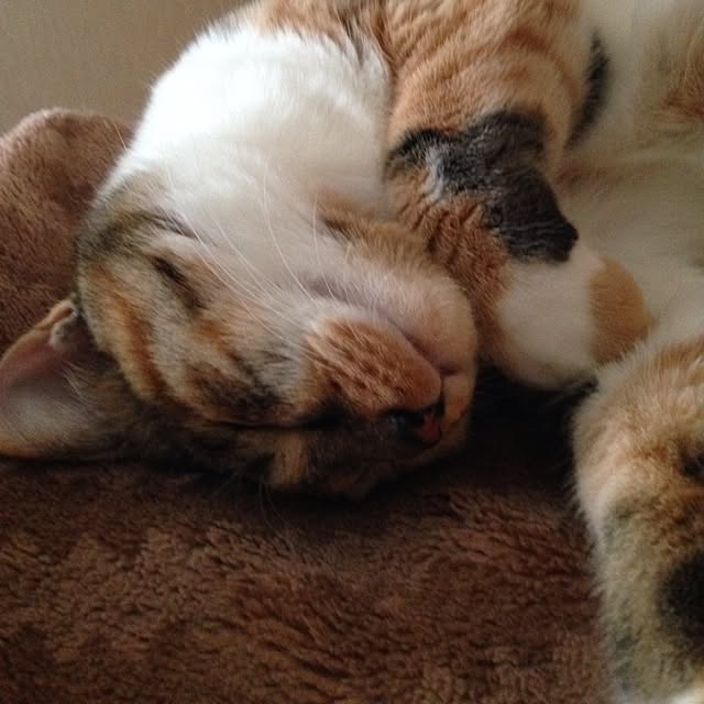 takakikoさんの実例写真
