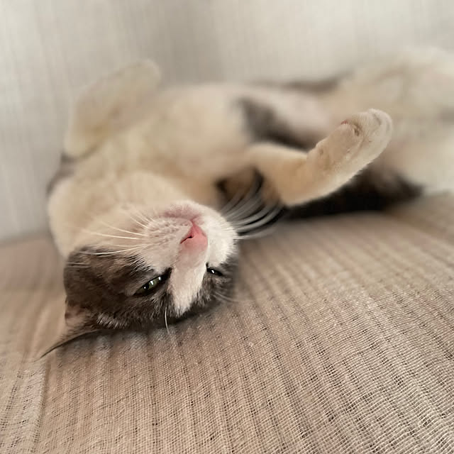 nekosamaさんの実例写真