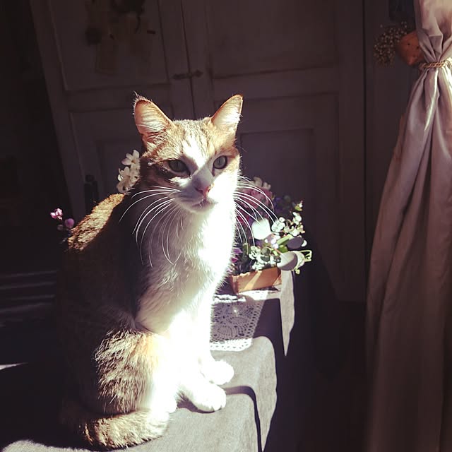 実例写真
