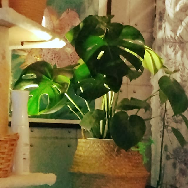 runaさんの部屋