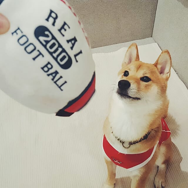 okameさんの実例写真