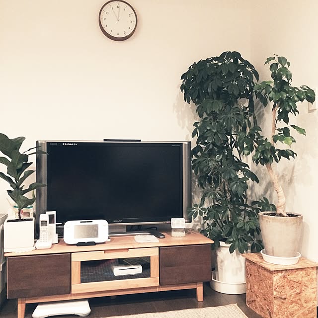 部屋全体/棚DIY✨✨/観葉植物/ニトリ/ダイソーのインテリア実例 - 2016-12-03 23:01:30