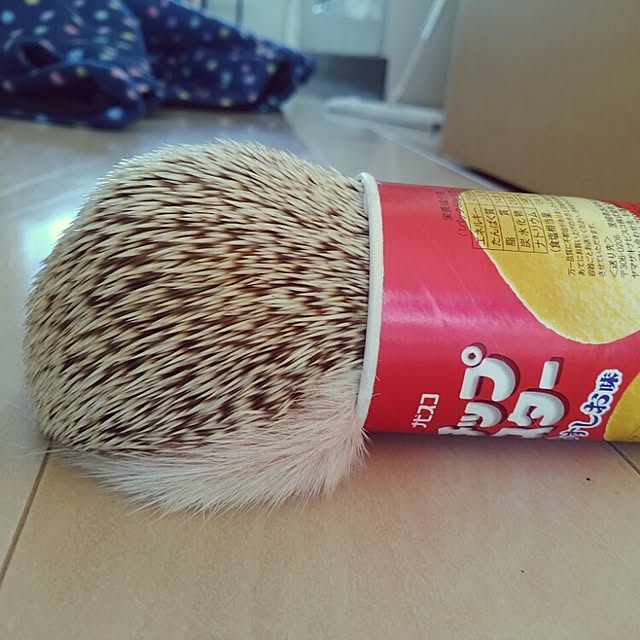 kuruさんの実例写真