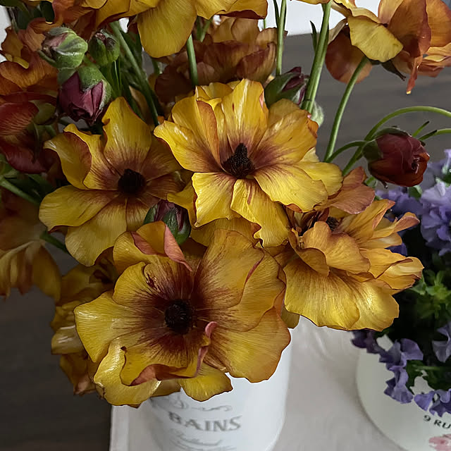 shiropenguinさんの部屋