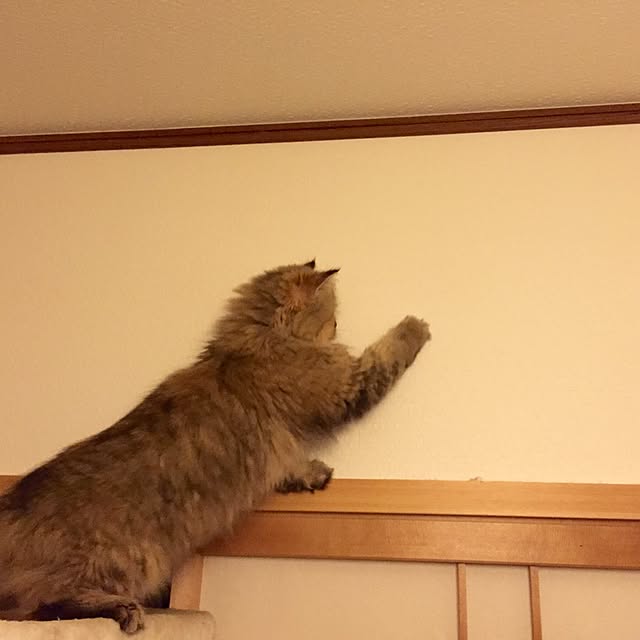 butachanさんの実例写真